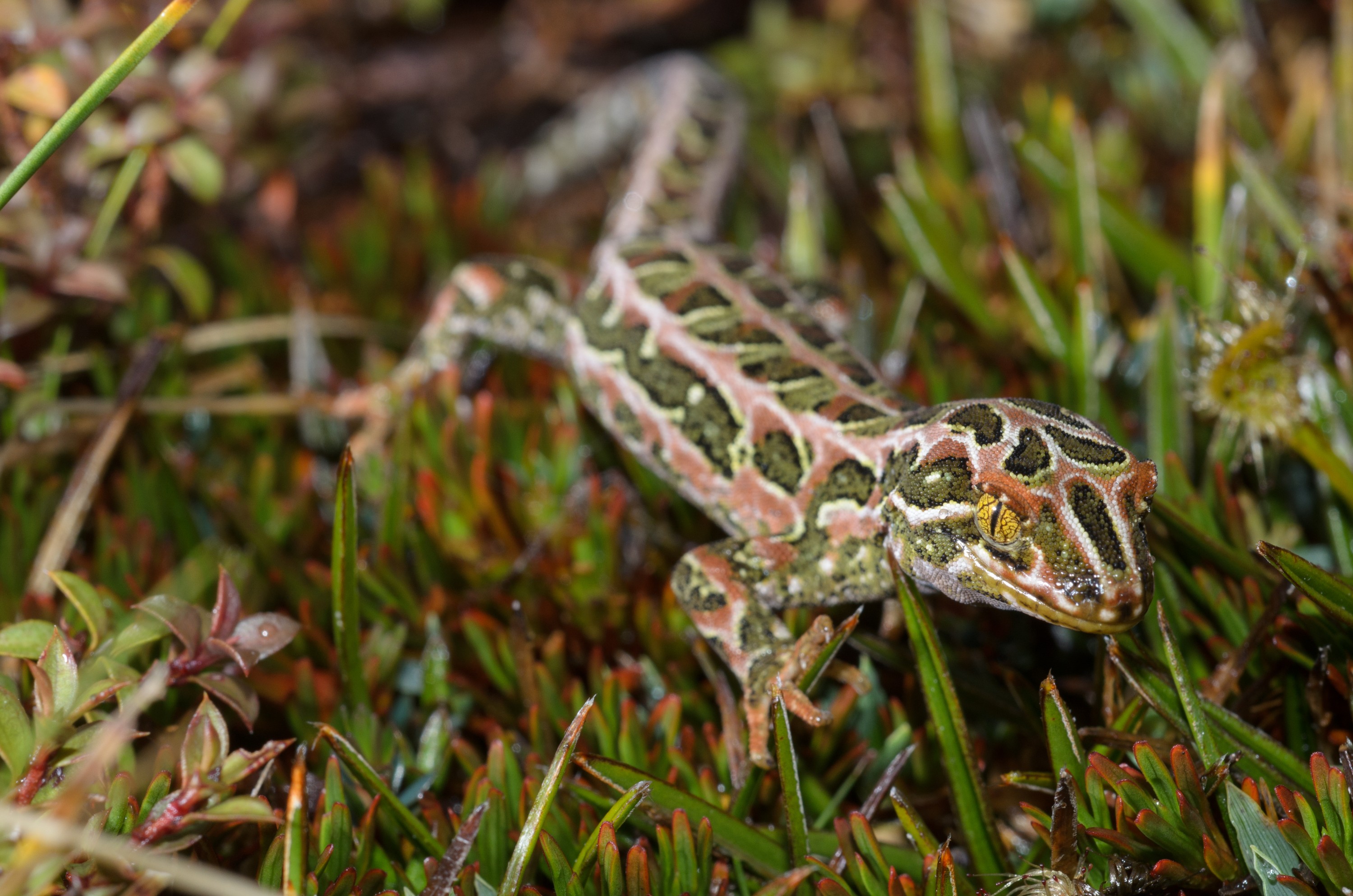 DSC_2916 – Adventure, Crispin, Hoplodactylus, Island, March 2017, National Park, New, New Zealand, Rakiura, South, Stewart, Tukutuku rakiurae, Zealand, amazing, gecko, harlequin gecko, rare, stunning
